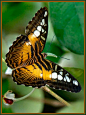 Brown Clipper butterfly (Parthenos Sylvia)