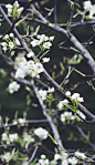 Branches with white blossom flowers in bloom and stems in Spring