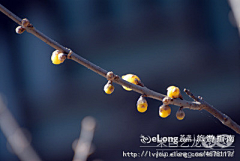 Zuoantianshi212采集到颐和园,二度赏梅, 且看