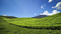 ZAMZAMI 在 500px 上的照片Tea Garden