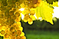 Elena Elisseeva在 500px 上的照片Yellow grapes
