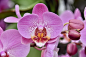 花 兰花 粉红色的花 - Pixabay上的免费照片 : 从 Pixabay 庞大的免版税素材图片、视频和音乐库中免费下载此花 兰花 粉红色的花的photo。