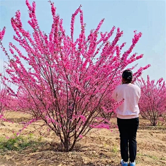 钢笔盖儿采集到植物