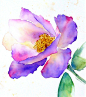 Watercolor / Purple flower