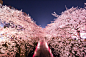 Photograph Sakura at Meguro River by onotch  on 500px