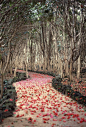 Flowered Petals Path, Hagi, Japan
photo via emilau