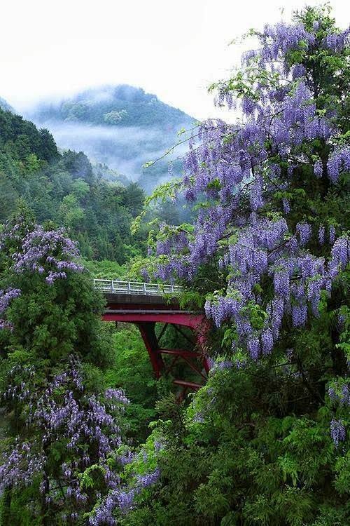 紫藤北山，日本京都。