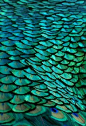 Peacock feathers