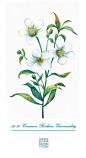 #365 Days Birthday Flowers#06.30 生日花：石玫瑰（Common Rockrose）
