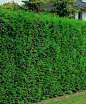 Leyland Cypress Leyland Cypress is an extremely fast-growing conifer that soon develops into a dense hedge. It is completely hardy and has absolutely no demands as to soil type. Resistant to onshore winds. It doesn't mind regular and intensive trimming. F