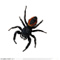 昆虫世界-黑色的蜘蛛