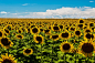 Sunflowers by Glenn Fillmore on 500px