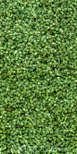 Green Leaf Wall - Click to Zoom!