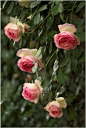 “现在生活，相信我，不等待，直到明天。收集的玫瑰今天的生活。”  皮埃尔·德·龙萨 