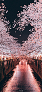 每天壁纸 每天好心情 日本的樱花#手机壁纸##手机壁纸无水印##樱花##日本樱花季##日本旅游# ​​​​