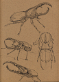 Insects, Floris van der Peet : Insects by Floris van der Peet on ArtStation.