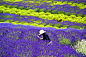 喜欢紫色，大概跟喜欢薰衣草有关，喜欢薰衣草，大概跟喜欢法国有关。。。或许我们心中都有那样一片花海，美好的梦在那里盛放~~
