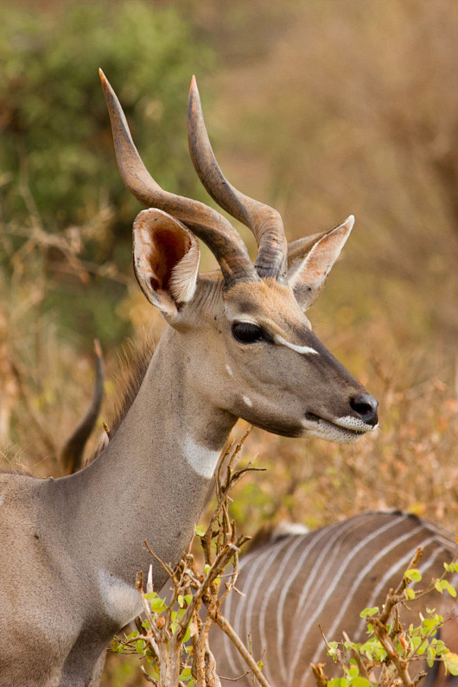 Lesser Kudu by Devia...