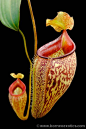 pitcher plant