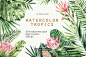 60个手绘水彩热带树叶和花PNG免抠图 Watercolor Tropics_平面设计_PNG免扣素材
