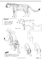 艺用解剖的猫科动物图解<br/>.<br/>研究豹子的动态与内部结构<br/>.<br/>练习动物素描与插画必备<br/>.<br/>铃木真理