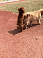 最色的狗，泰迪看见什么都能艹（略H慎点） - 步行街 - 虎扑体育论坛