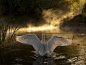 Swan on the River Avon