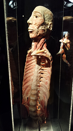 甄可采集到Body Worlds