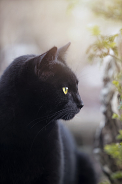 茶丸采集到黑猫