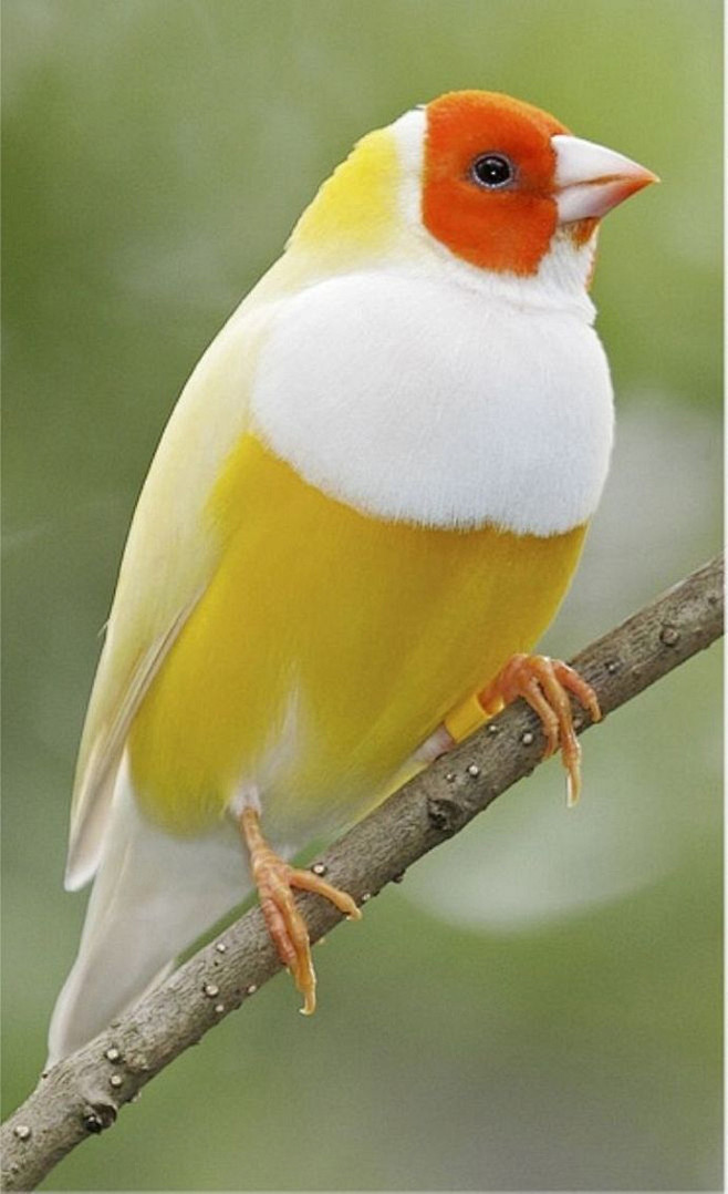 【鸟类摄影】100张鸟类摄影作品欣赏