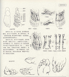 Ni懂否采集到人体结构-造型基础