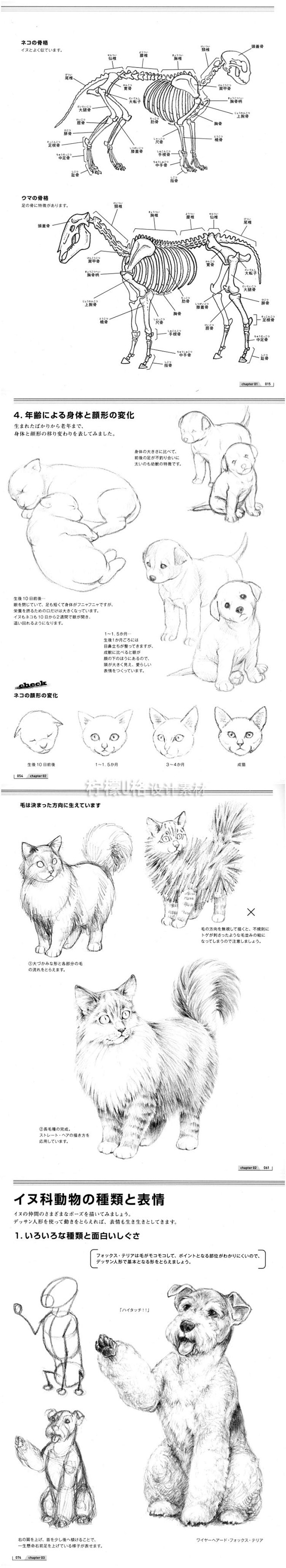 216 爬行动物绘画技法宠物狗猫手绘教程...