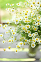 Love daisies almost as much as daffodils... to lie down in a field of daisies - Heavenly...: 