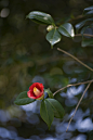 Photograph "Camellia japonica" by Hiromitsu Kondo on 500px