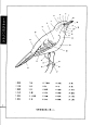 《工笔画线描动物画谱》之飞禽篇 