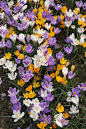 crocuses .