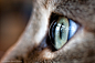 Photograph Cat&#x;27s Eye by  Thomas  Karolyi on 500px