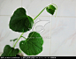 葫芦秧苗 植物,枝叶,植物花草,摄影,汇图网www.huitu.com