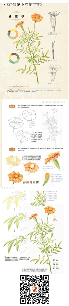 yical采集到植物铅笔彩绘——飞乐鸟