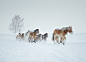 雪中行走的马