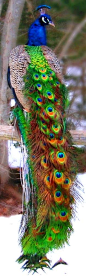 Beautiful Peacock: 