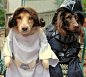 Fun Dogs in Halloween Costumes