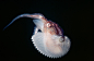 船蛸，或称纸鹦鹉螺（Paper Nautilus），是一种八脚软体动物，与章鱼有近亲关系。船蛸生活在温带海洋的开放水域。因为漂浮的外壳像小船，因此水手们用希腊神话里的阿尔戈（Argonauts）英雄给它命名。船蛸主要是漂流，但是利用一种喷气推进的形式也能游泳。【来自互动百科】 ​​​​