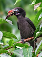 Tarictic Hornbill (Penelopides panini) is found in rainforests on the islands of Panay, Negros, Masbate, and Guimaras, and formerly Ticao, in the Philippines.