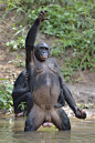 倭黑猩猩用腿站立，手向上