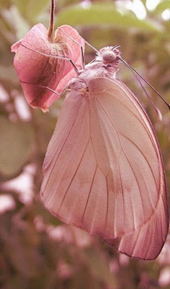 Miyaluoluo采集到花 木 森