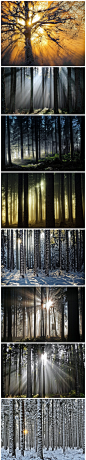 】摄影师Tobias Ackermann在森林里拍摄了日出的光芒。与在海边或者山巅看到的日出不同。早晨的阳光穿过丛林会产生天使圣光的效果，非常迷人