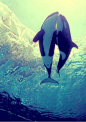 Orcas