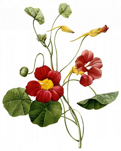 国外手绘植物花朵大全图片 
尺寸：176...