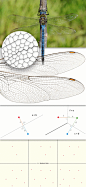 蜻蜓翅膀与沃罗诺伊图